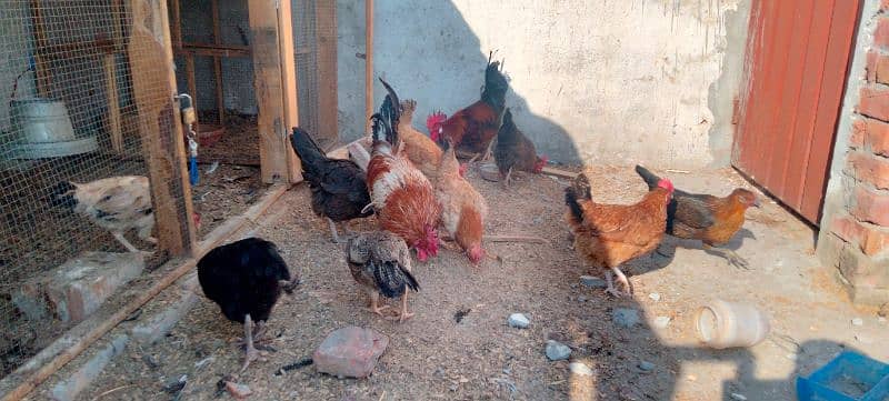 English Game // desi hens eggs laying available 0