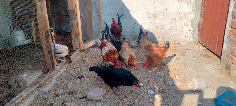 English Game // desi hens eggs laying available 6