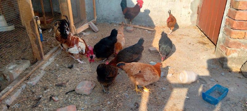 English Game // desi hens eggs laying available 7