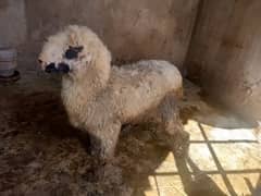 mundri female sheep for sale