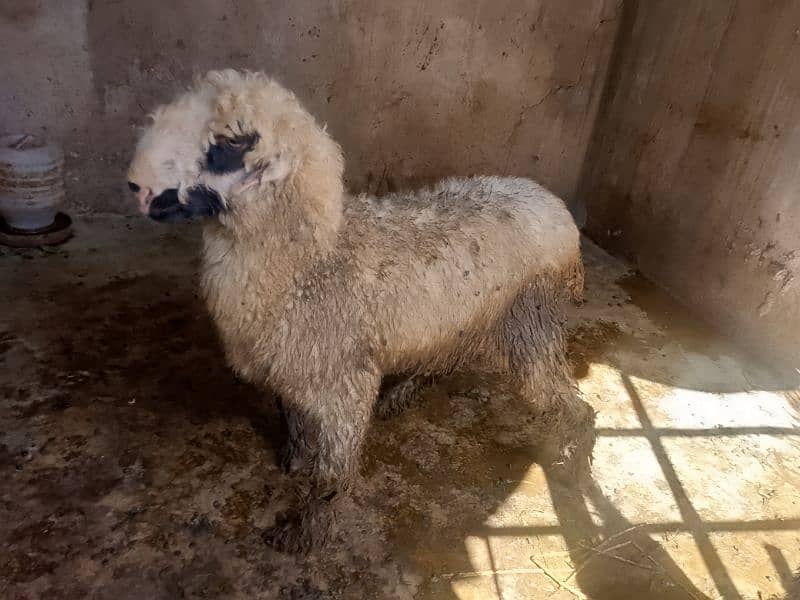 mundri female sheep for sale 1