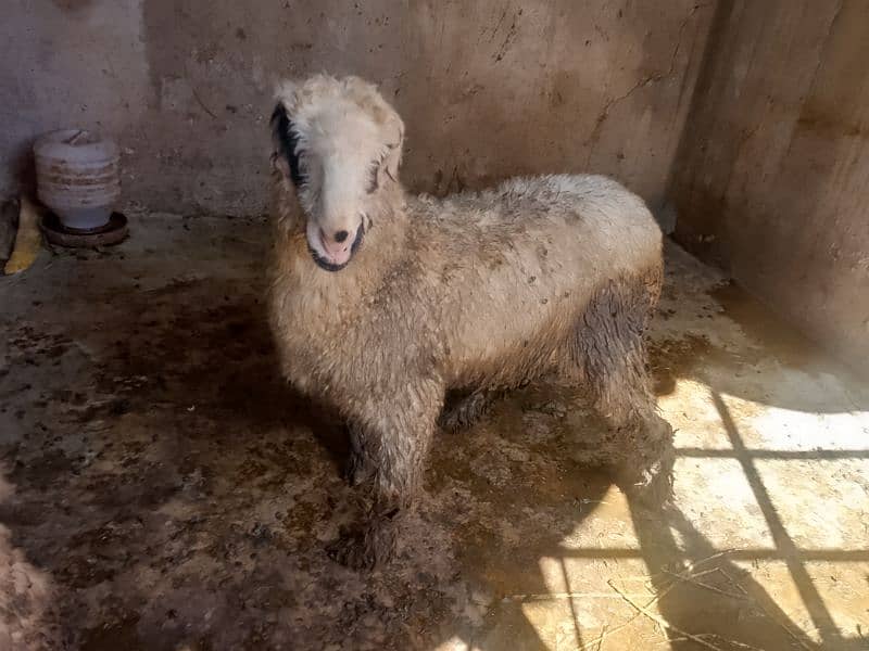 mundri female sheep for sale 2