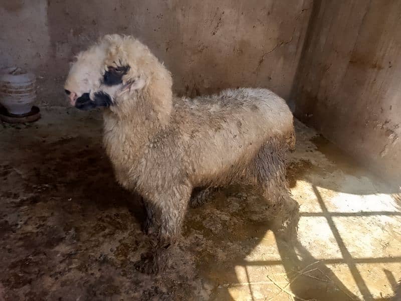 mundri female sheep for sale 3