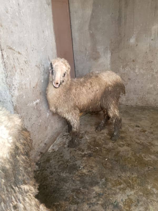 mundri female sheep for sale 4