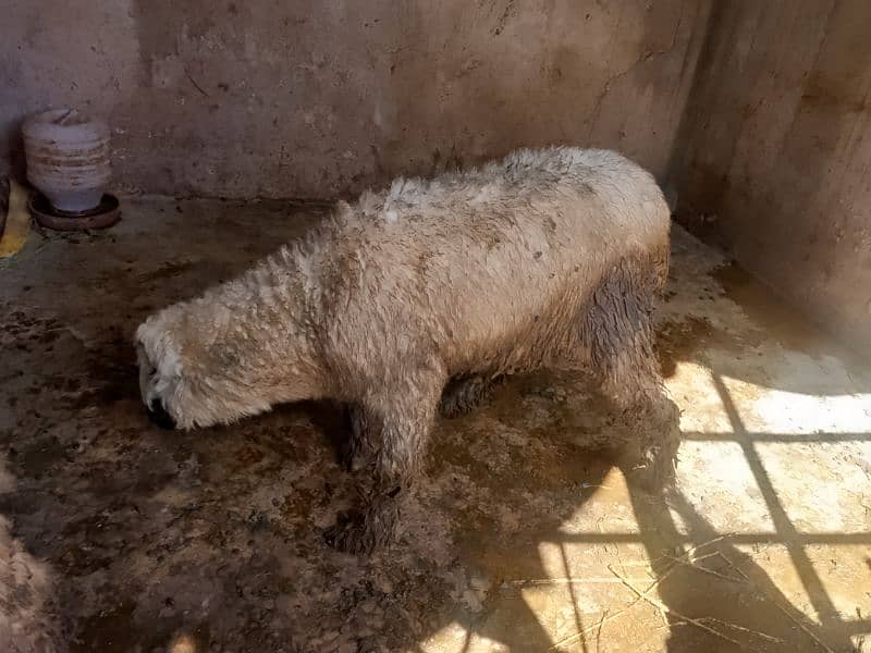 mundri female sheep for sale 5