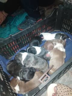 15 days old pitbull puppies