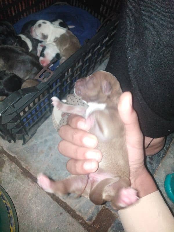 15 days old pitbull puppies 1