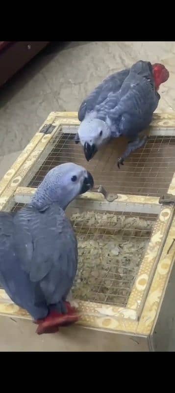 blue Macau parrot chicks for sale 0337*1693*472 1