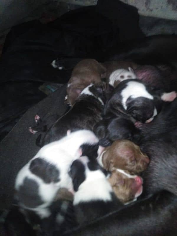 Pitbull puppies 1