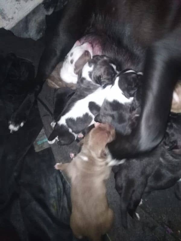 Pitbull puppies 2