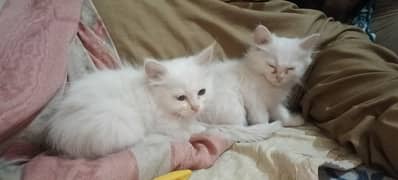 2 Persian female kittens triple coated