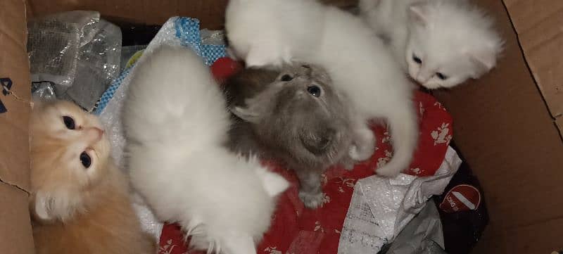 2 Persian female kittens triple coated 2