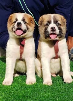 king Alabai pair Alabai puppies Alabai security Dog for sale