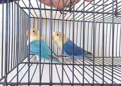 Beautiful parblue opline pair for sale