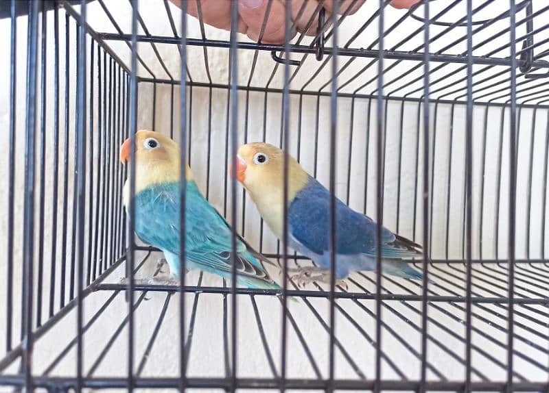 Beautiful parblue opline pair for sale 0