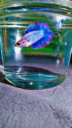 Betta fish female