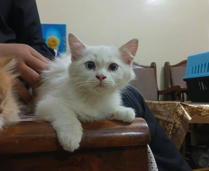 white persian cat 1