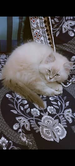 Persian and Siamese mixed breed kitten (Male)