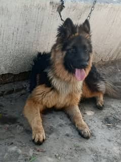 German Shepherd Double Coat 1 year old