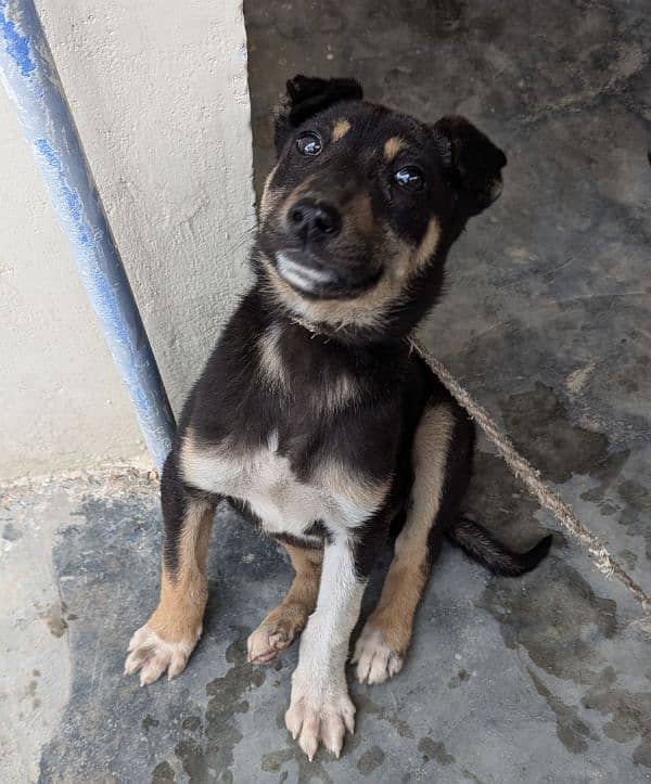 mix of 2 breed kelpie x rottweiler ( rate lagao urgent sale krna ha ) 0