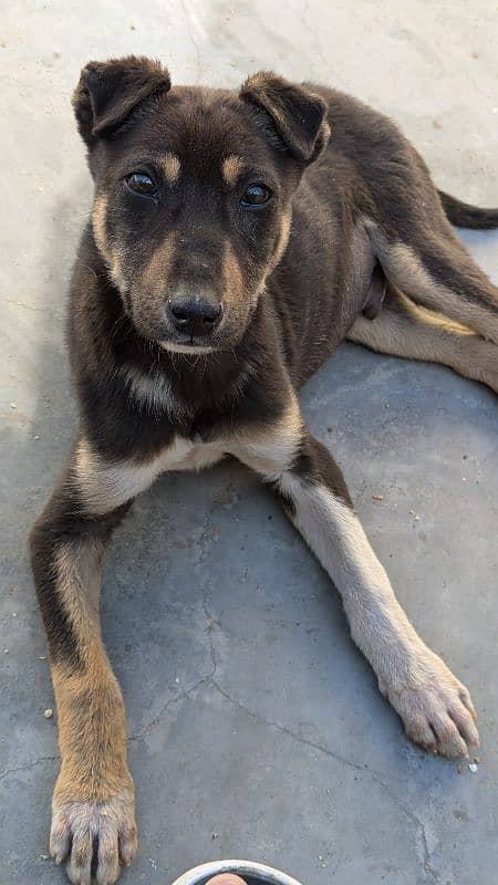 mix of 2 breed kelpie x rottweiler ( rate lagao urgent sale krna ha ) 1