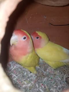 Love Birds Breeder Pairs For Sale in Sargodha