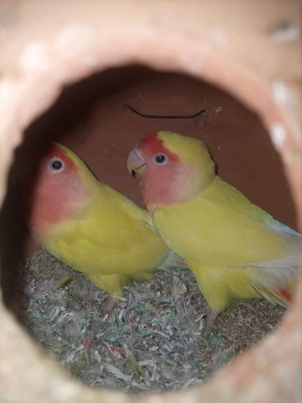 Love Birds Breeder Pairs For Sale in Sargodha 1