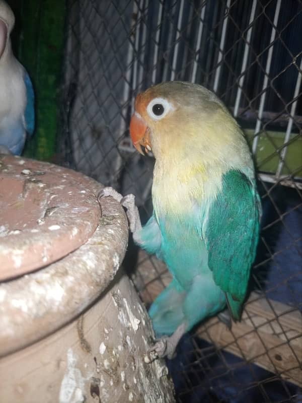 Love Birds Breeder Pairs For Sale in Sargodha 2