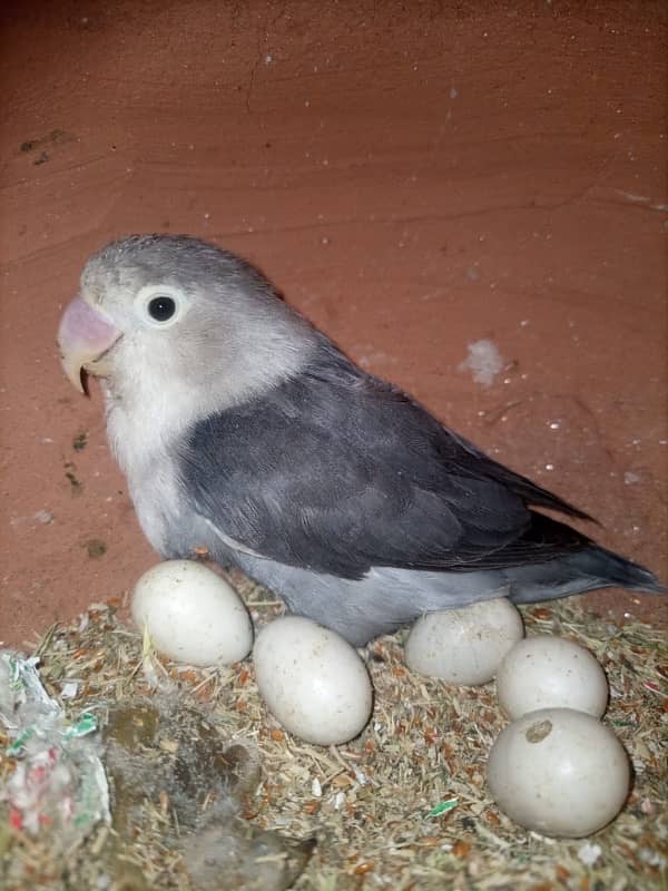 Love Birds Breeder Pairs For Sale in Sargodha 3