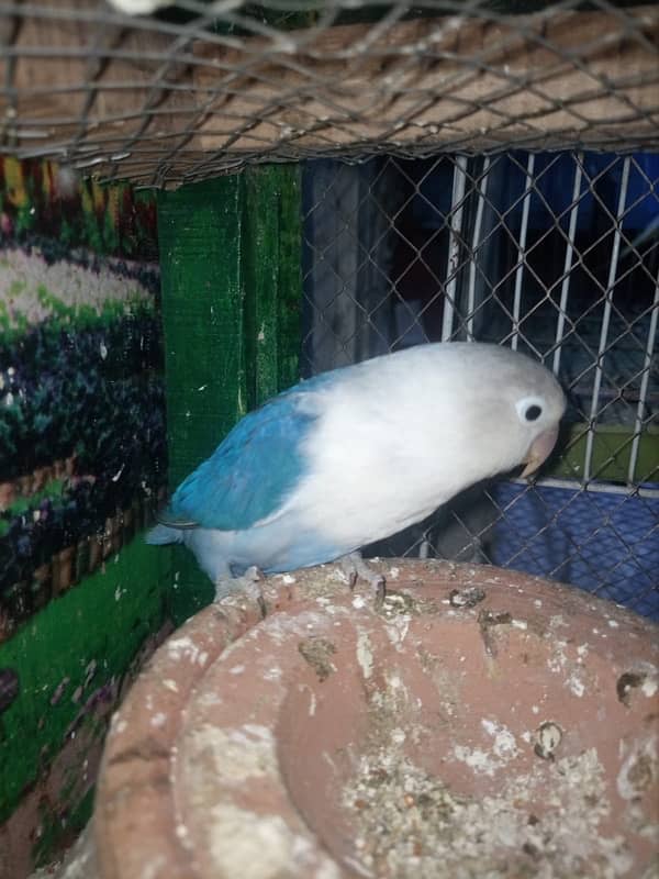 Love Birds Breeder Pairs For Sale in Sargodha 5