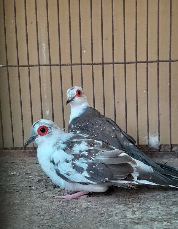 Diamond pied Dove 0