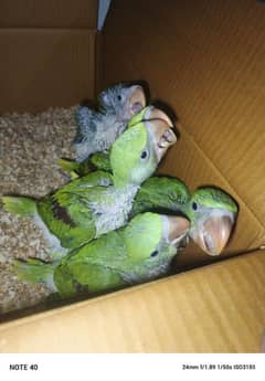 Raw parrots