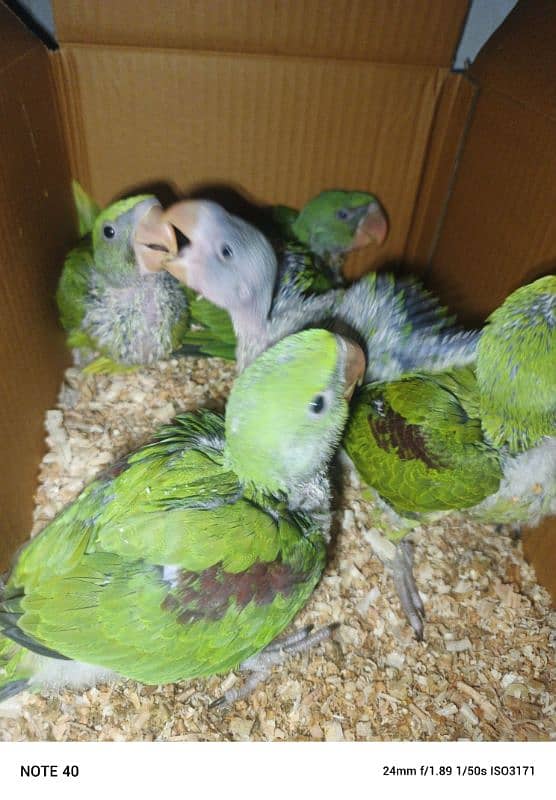 Raw parrots 1