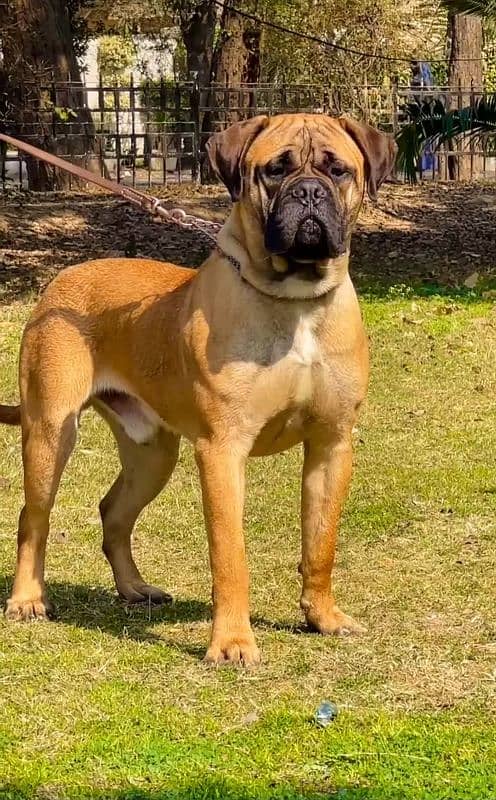 bull mastiff 2