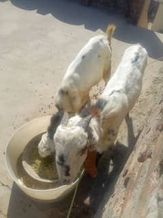 3 goats male