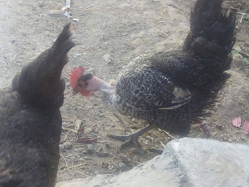 Chicken pair 2