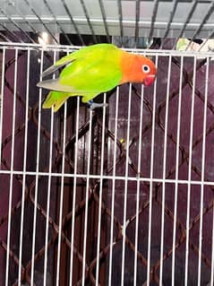 03191766676 love bird breeder pairs cage also