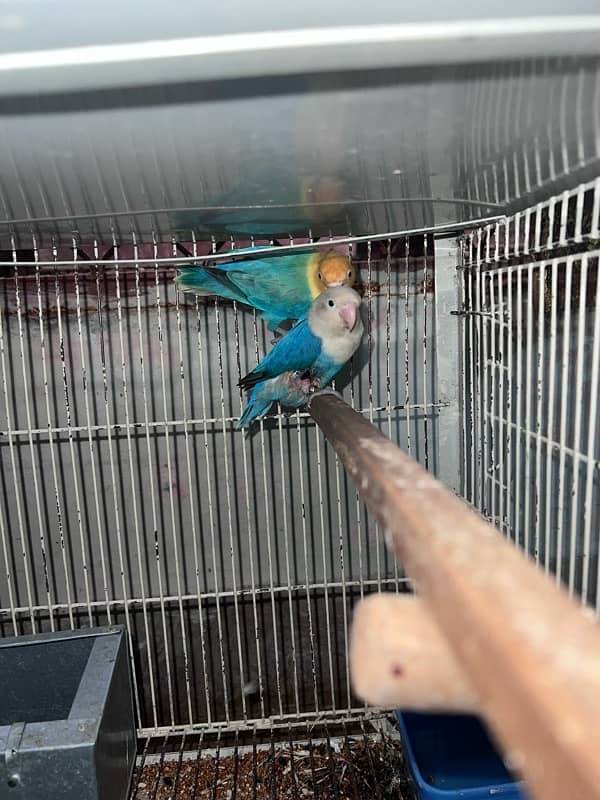 03191766676 love bird breeder pairs cage also 1