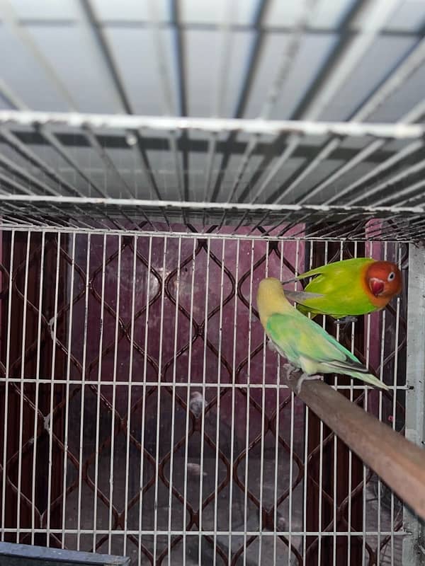 03191766676 love bird breeder pairs cage also 2