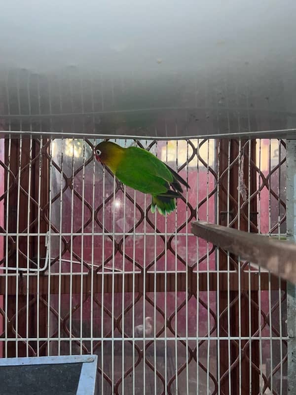 03191766676 love bird breeder pairs cage also 3