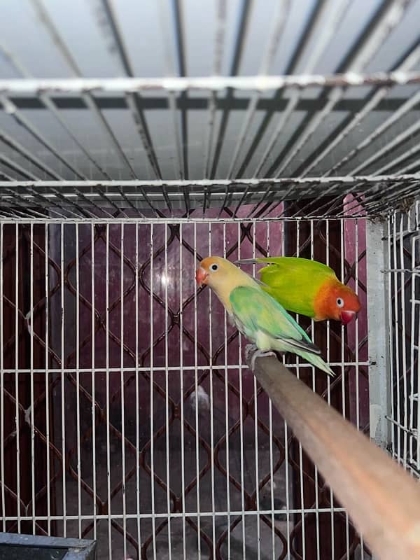 03191766676 love bird breeder pairs cage also 4