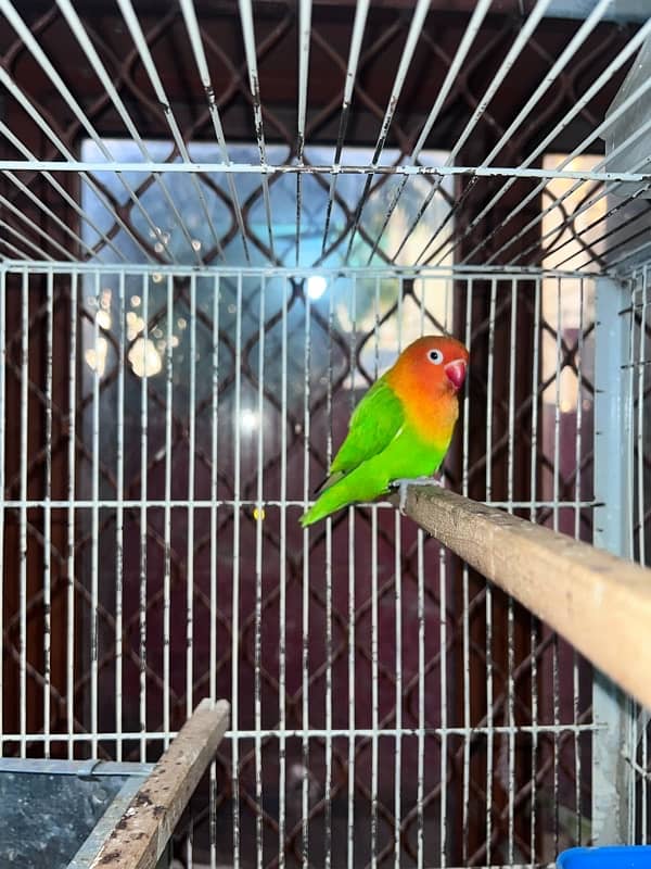 03191766676 love bird breeder pairs cage also 5