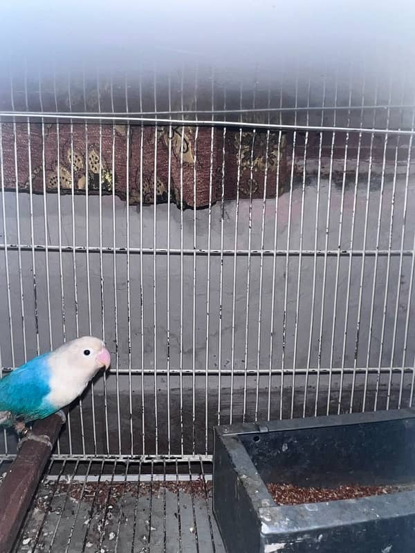 03191766676 love bird breeder pairs cage also 6