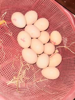 pure Mianwali Aseel Pair Egg high quality