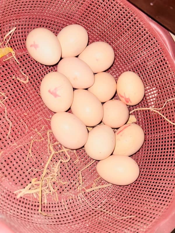 pure Mianwali Aseel Pair Egg high quality 0