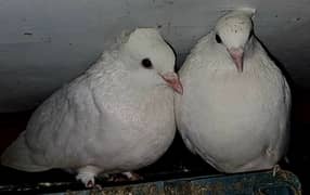 Crown Pigeon pairs for sale