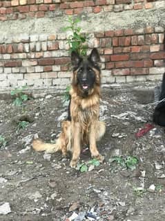 Pink pedigree female for sale location Lahore confirm bedree