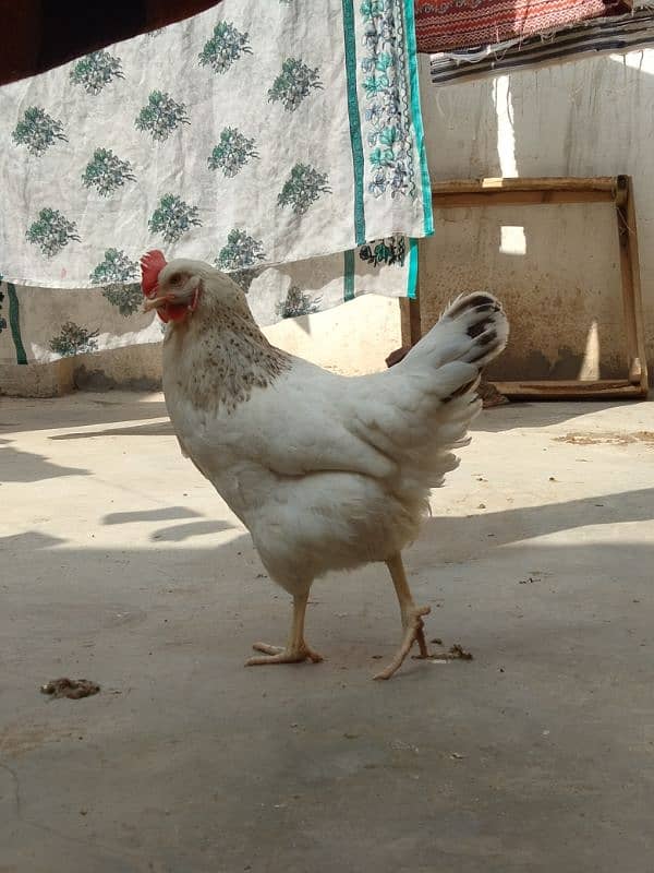 All Hens for sale 4