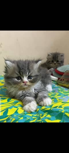 grey colour kitten