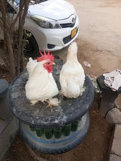 bantam white pair for sale